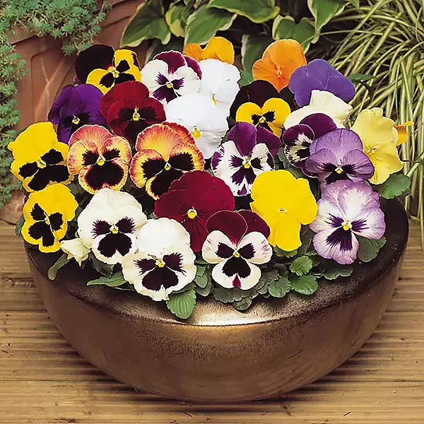 Image of YouGarden Pansy Matrix Mixed - 20 Garden Ready Plants Plants 20 GR Plug Multi 42940099000