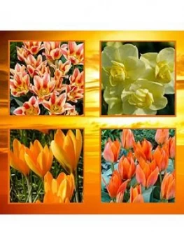 Image of Sunset Bulb Collection 65 Bulbs