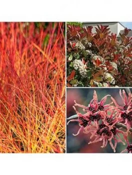 Image of Winter Interest Shrub Collection (Cornus, Photina & Hamamelis)