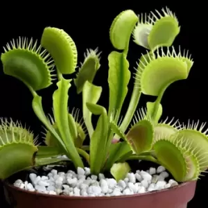 Image of YouGarden Dionaea Muscipula Jumbo Venus Fly Trap In 12Cm Grow Pot