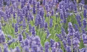 Image of English Lavender, 5 Plants