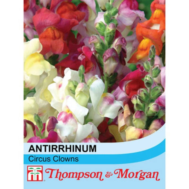 Image of Thompson & Morgan Antirrhinum Circus Clowns 1 Seed Packet (200 Seeds)