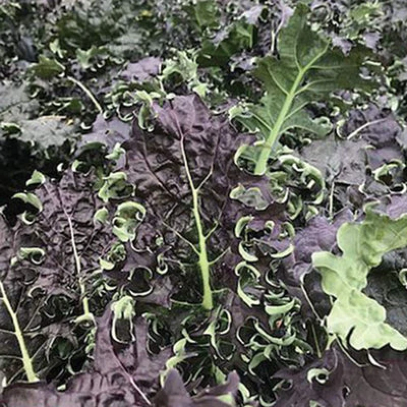 Image of Thompson & Morgan Kale Kx -1 1 Seed Packet (150 Seeds)