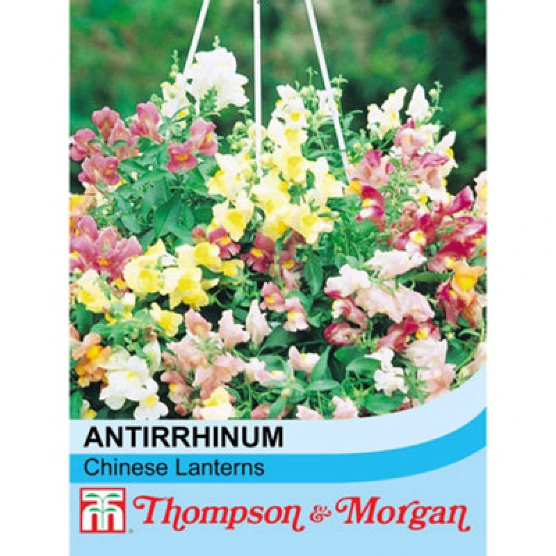 Image of Thompson & Morgan Antirrhinum Chinese Lanterns F1 Hybrid 1 Packet (200 Seeds)