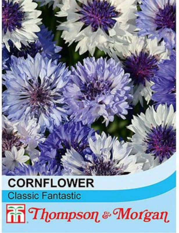 Image of Thompson & Morgan Cornflower Classic Fantastic 1 Packet (200 Seeds)