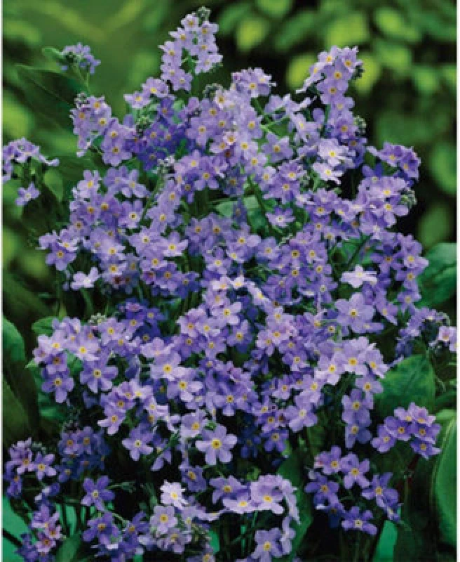 Image of Thompson & Morgan Forget-Me-Not Royal Blue Improved 25 Percent 1 Seed Packet (250 Seeds)