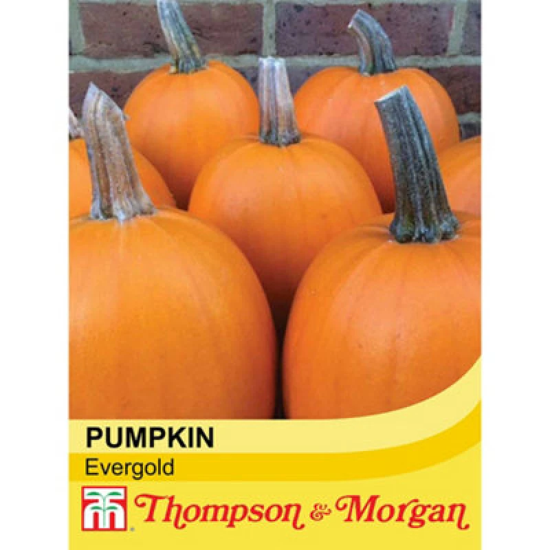 Image of Thompson & Morgan Pumpkin Evergold 1 Seed Packet