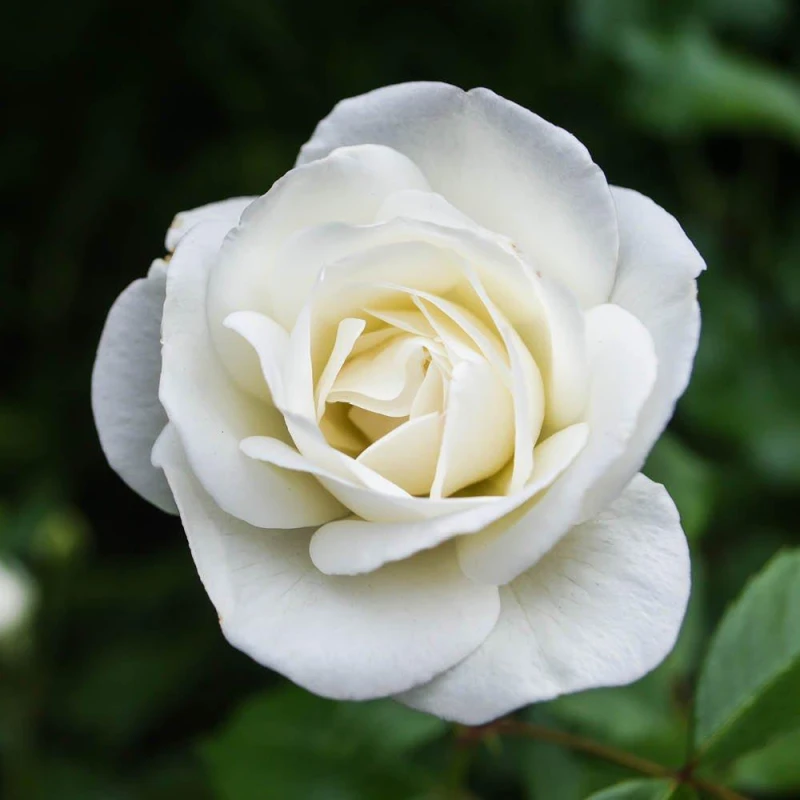 Image of YouGarden Rose Silver Wedding Celebration (4L Pot) White unisex 4L Pot