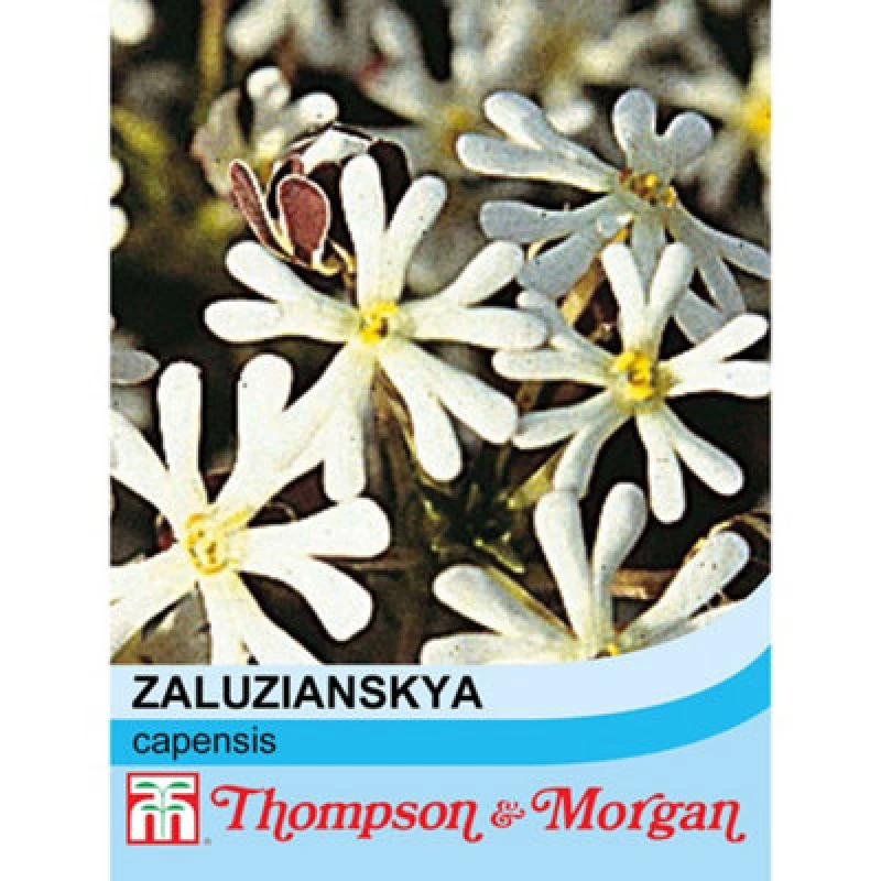 Image of Thompson & Morgan Zaluzianskya Capensis 1 Packet (250 Seeds)