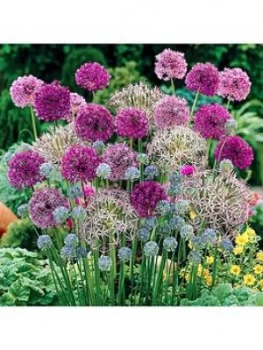 Image of Allium Bulb Collection - 100 Bulbs
