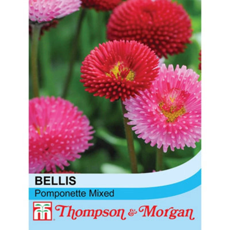 Image of Thompson & Morgan Bellis Perennis Pomponette Mixed 1 Seed Packet