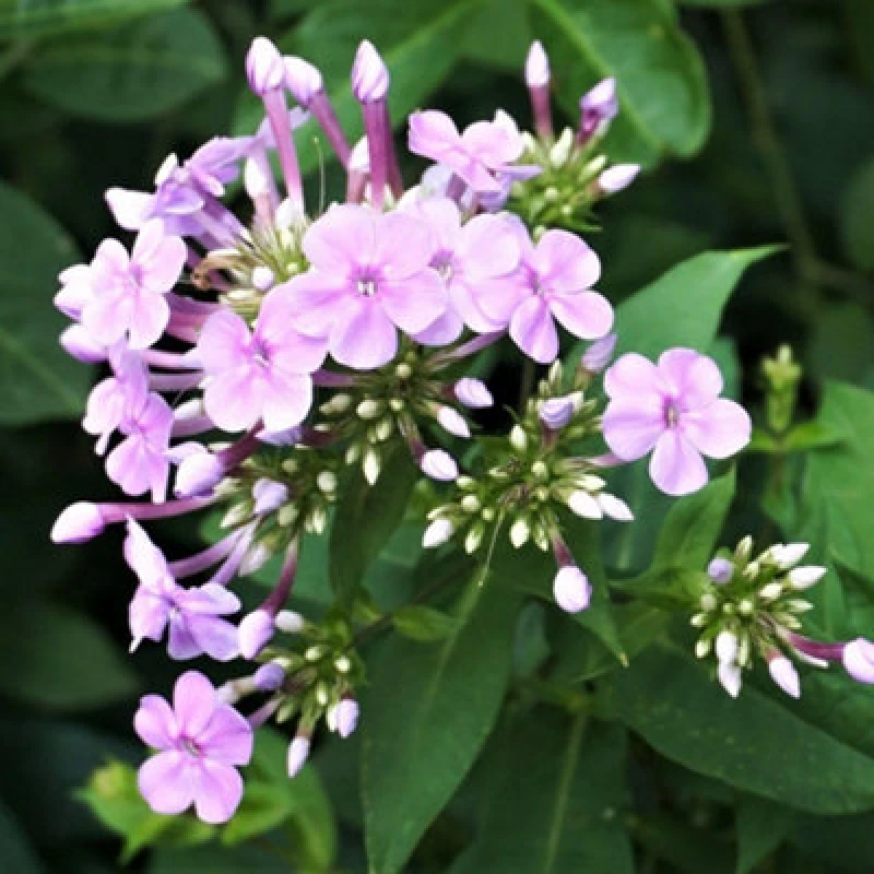 Image of Thompson & Morgan Phlox Paniculata Blue Boy 9Cm Potted Plant X 2