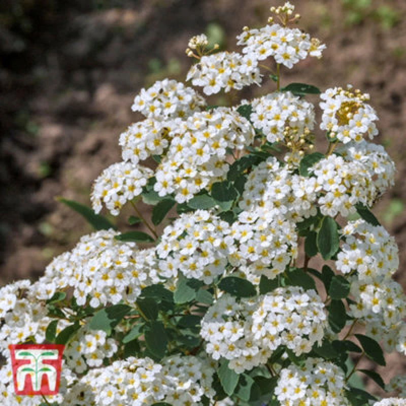 Image of Thompson & Morgan Spiraea Nipponica Snowmound 3.6 Litre Potted Plant x 1 66471