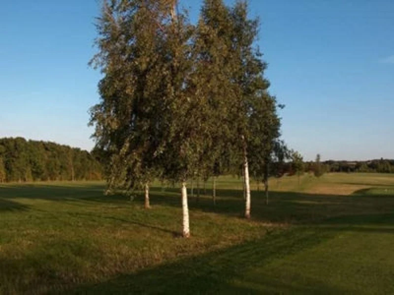 Image of Inspirational Gifting 3-4ft Silver Birch (Betula Pendula) Field Grown Hedging Plants Tree Sapling - Pack Of 10