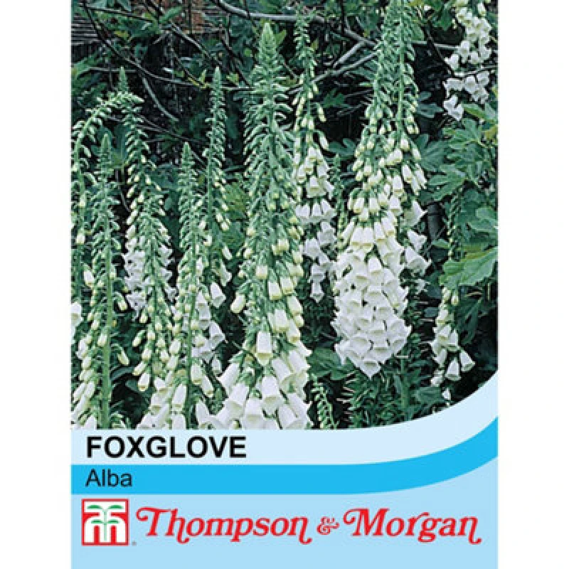 Image of Thompson & Morgan Foxglove Alba 1 Seed Packet (150 Seeds)