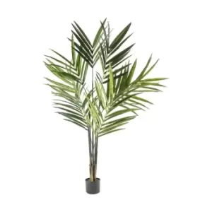 Image of Crossland Grove Kentia Palm Tree 600X600X1800Mm