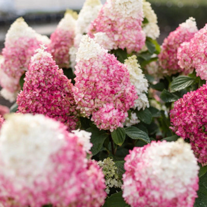 Image of YouGarden Hydrangea paniculata Red Velvet 12cm x3 Trees and Shrubs 3x12cm pot Multi 38437699000