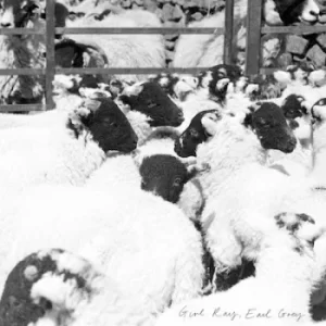 Image of Earl Grey by Girl Ray CD Album