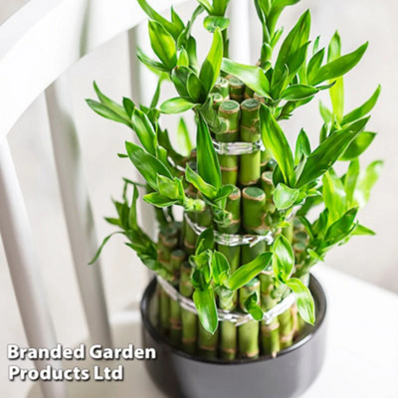 Image of Thompson & Morgan Houseplant 'lucky Bamboo' Dracaena Sanderiana - 12Cm Potted Plant X 1