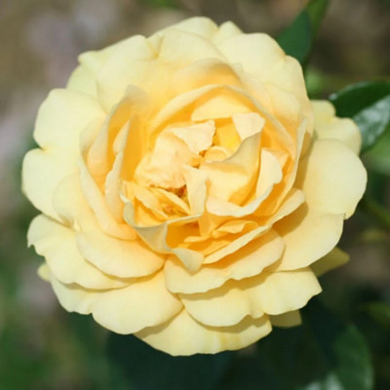 Image of Thompson & Morgan Rose Absolutely Fabulous Floribunda Golden Yellow Fragrant Repeat Flowering Shrub 2 Bare Roots T&m