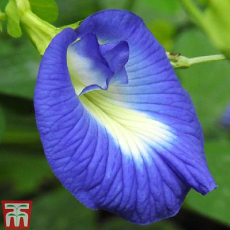 Image of Thompson & Morgan Butterfly Pea 1 Seed Packet (20 Seeds)