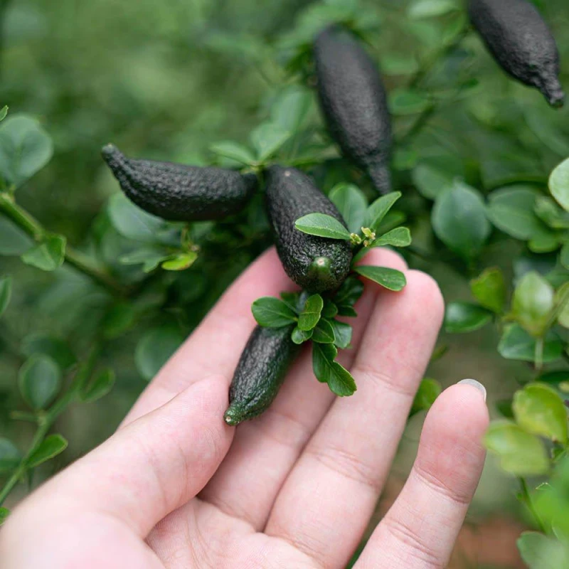 Image of YouGarden Pink Caviar Lime Tree 4L pot 70-90cm high Fruit and Veg 4L Pot Multi 41781399000