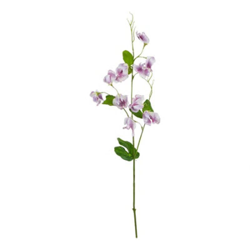 Image of The Natural Garden Collection Purple Sweetpea Stem