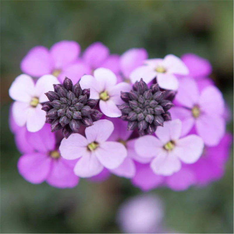 Image of Yougarden You Garden - 3 X Erysimum Wallflower 'bowles Mauve' In 9Cm Pots - Hardy Perennial Erysimum Plants For Gardens - Garden Ready Outdo