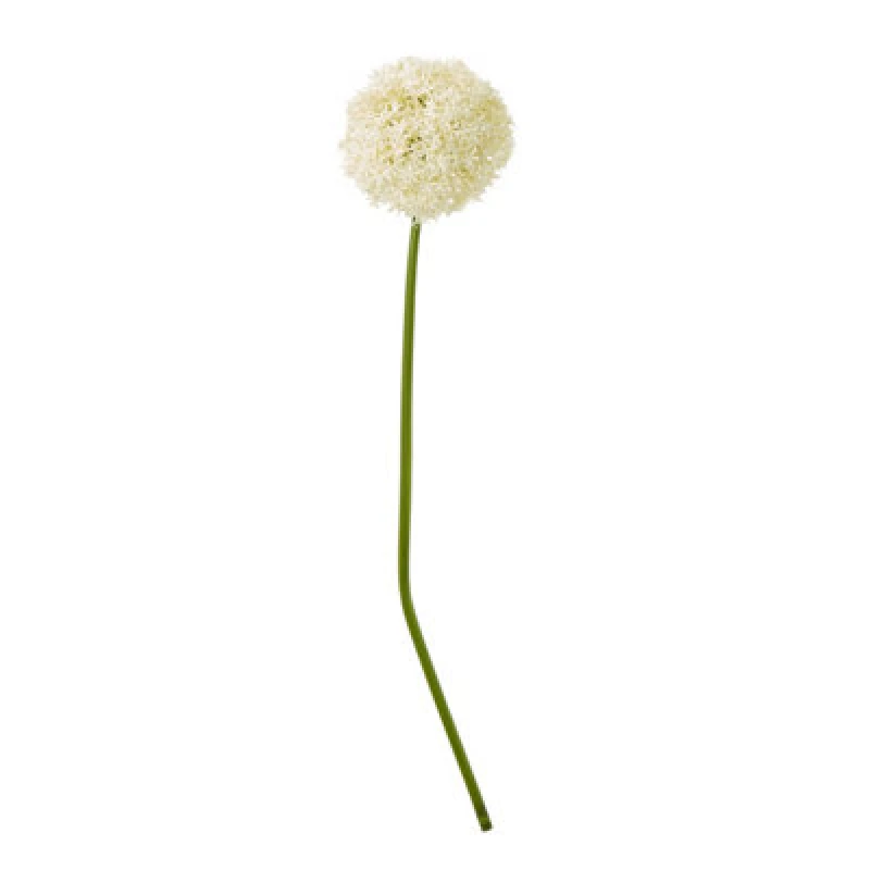 Image of Cream Giant Allium Stem