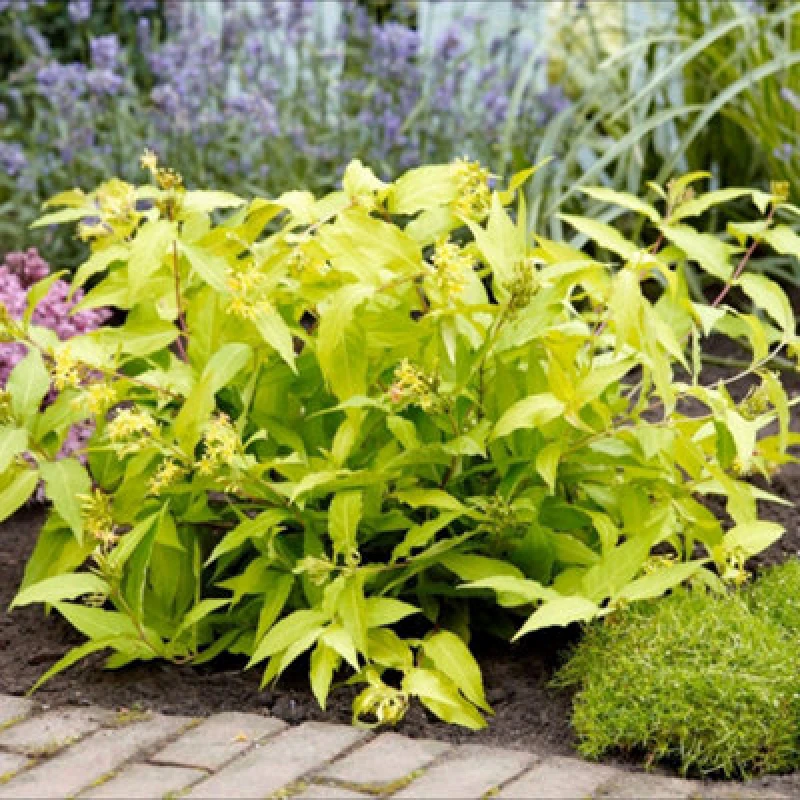 Image of Thompson & Morgan Diervilla Rivularis Honeybee 2 Litre Potted Plant X 2