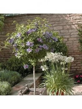 Image of Standard Hibiscus 'Marina Blue' 3L