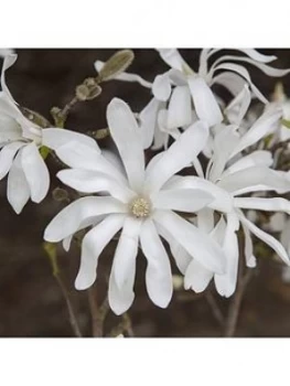 Image of Magnolia Stellata 5L