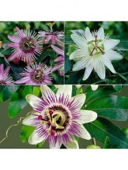 Image of Passion Flower Collection 3 X 9Cm Potted Plants