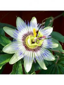 Image of Blue Passion Flower 3L Potted Plant 1.4M Tall