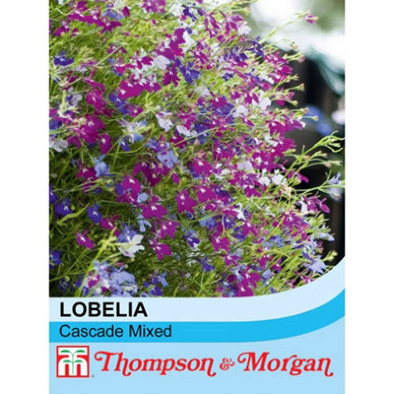 Image of Thompson & Morgan Lobelia Cascade Mixed 1 Packet (1000 Seeds + 25% Extra Free)