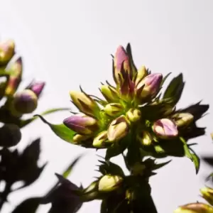 Image of Rituals Savage Garden Parfum d'Interieur 500ml