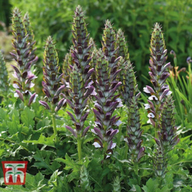 Image of Thompson & Morgan Acanthus Mollis 9Cm Potted Plant X 2