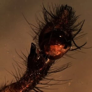 Image of Helm & Decimus - We Will Meet At Other Human Parties Vinyl