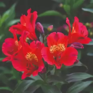 Image of Thompson & Morgan Alstroemeria Summer Lovely x 3 plants