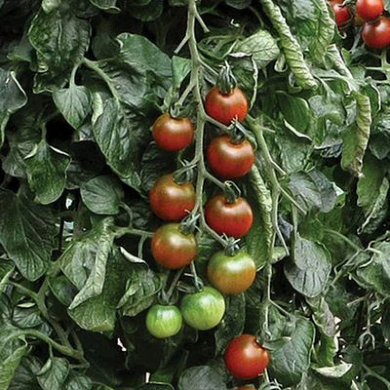 Image of Thompson & Morgan Tomato Ruby Falls 1 Seed Packet