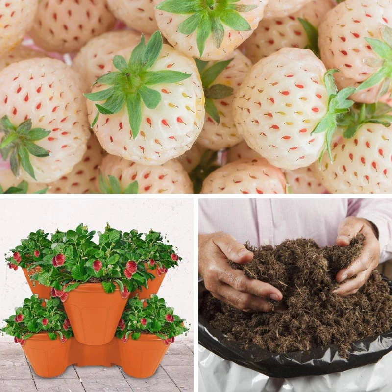 Image of YouGarden Strawberry Growing Kit - Pineberries Multi unisex 10 plants