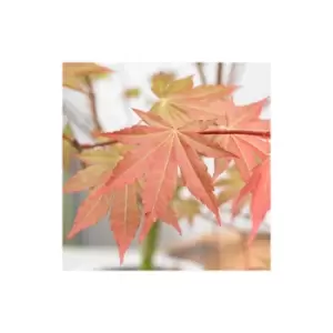 Image of Acer palmatum Brown Sugar 19cm