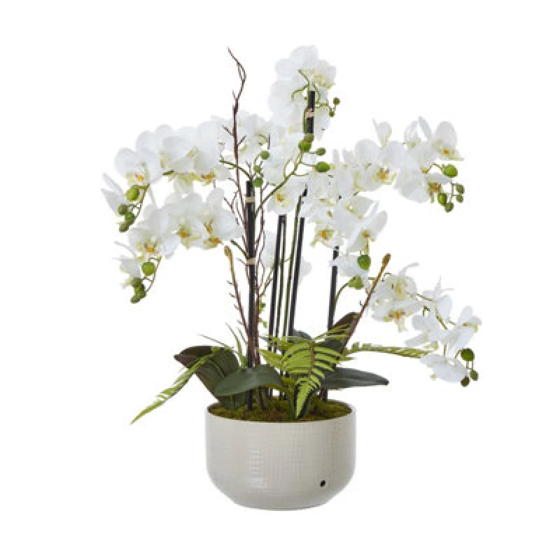 Image of Large White Orchid In Ceramic Pot