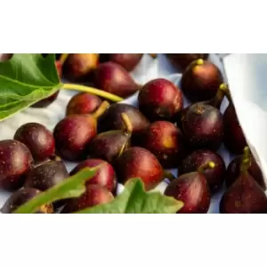 Image of Thompson & Morgan Thompson and Morgan Fig (Ficus) Little Miss Figgy 9cm Pot x 2