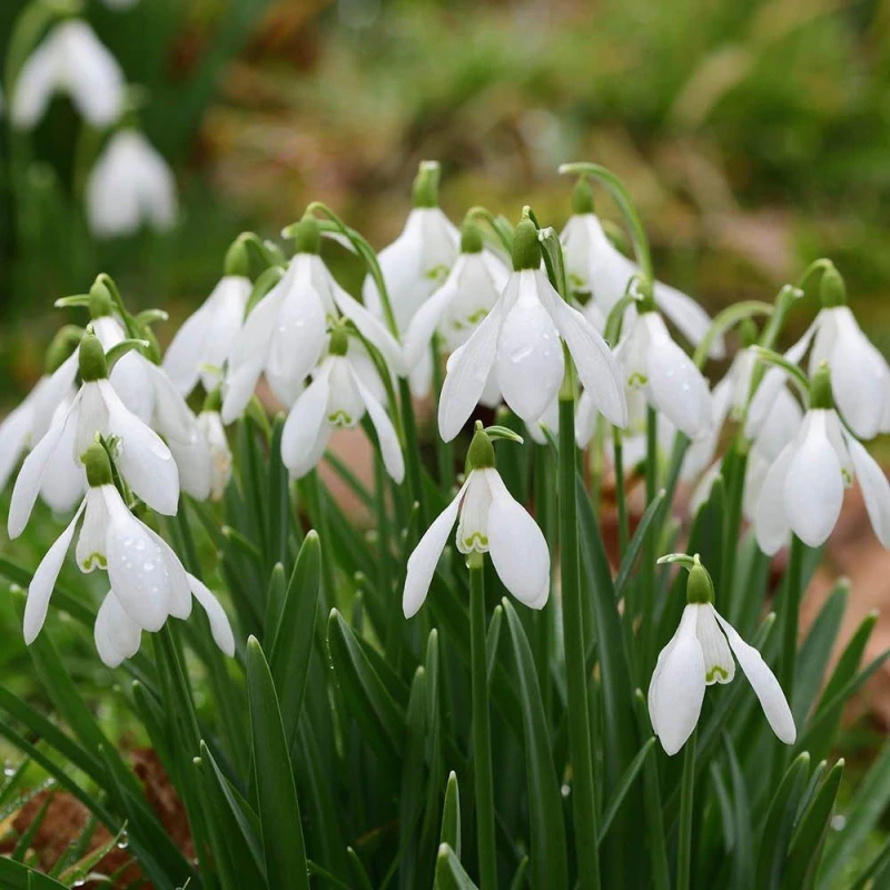 Image of YouGarden Galanthus nivalis (Snowdrops) 30 bulbs Garden Bulbs 30 Bulbs White 42539601000