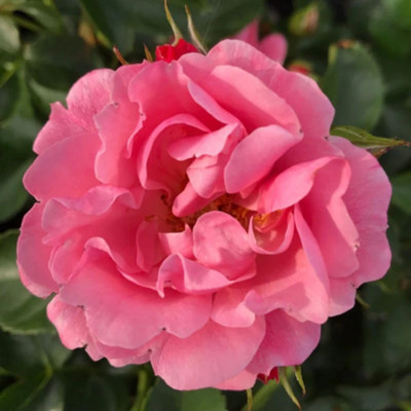 Image of Thompson & Morgan Rosa Isn't She Precious 9Cm Potted Plant X 1