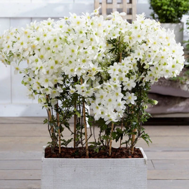 Image of You Garden Yougarden Clematis 'avalanche', Pair Of Established Plants In 2L Pots With 90Cm Canes, Ready To Plant, Summer Flowering Clematis C