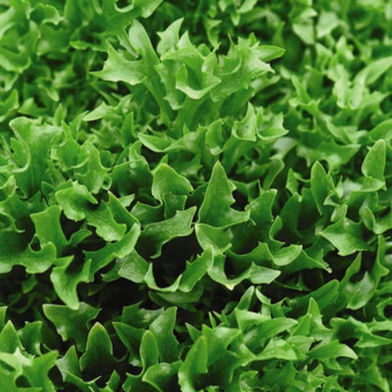 Image of Thompson & Morgan Lettuce Skilton 1 Seed Packet (200 Seeds)