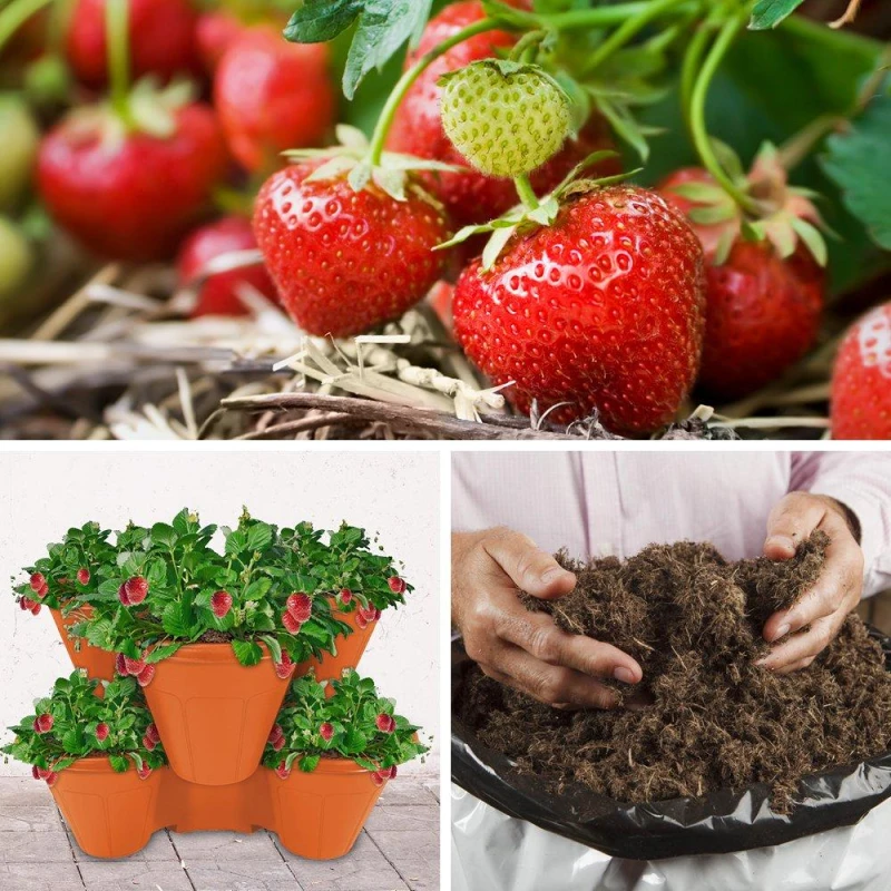 Image of YouGarden Strawberry Growing Kit - Cambridge Favourite Multi unisex 10 plants