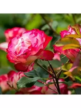 Image of Rose 'Double Delight' 3L Potted